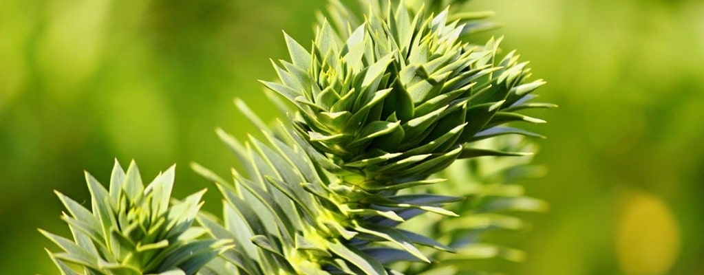 Araucaria
