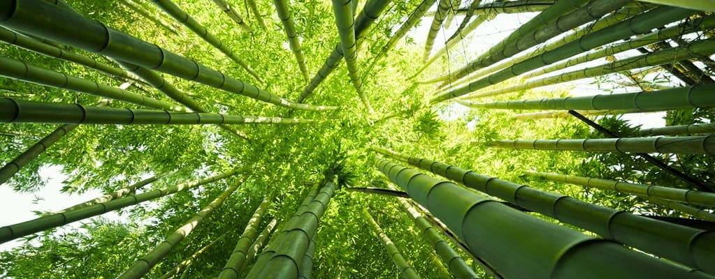 Non-clumping bamboo