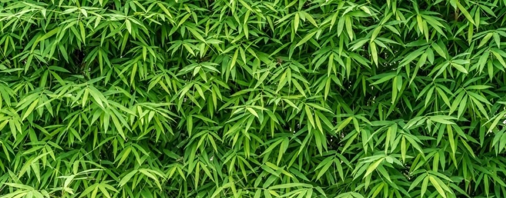 Bamboo hedges