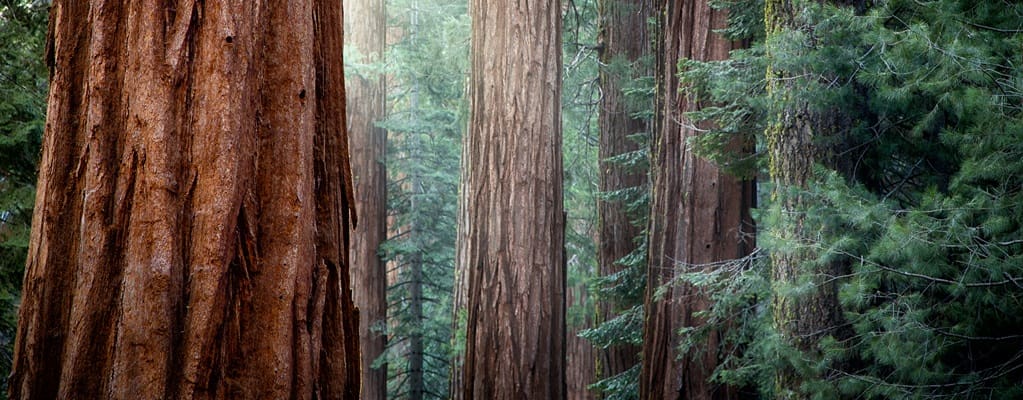 Conifer trees