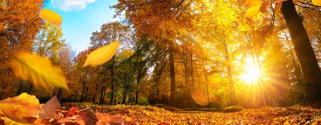 Deciduous trees