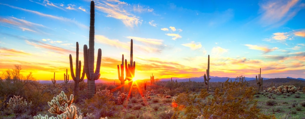Desert plants