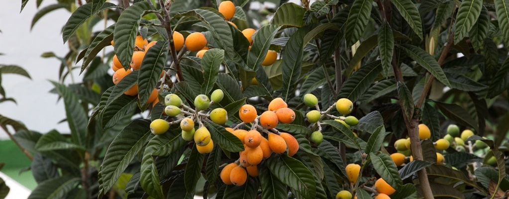 Fruit trees