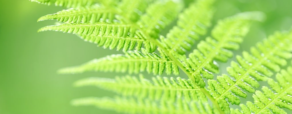 Evergreen ferns