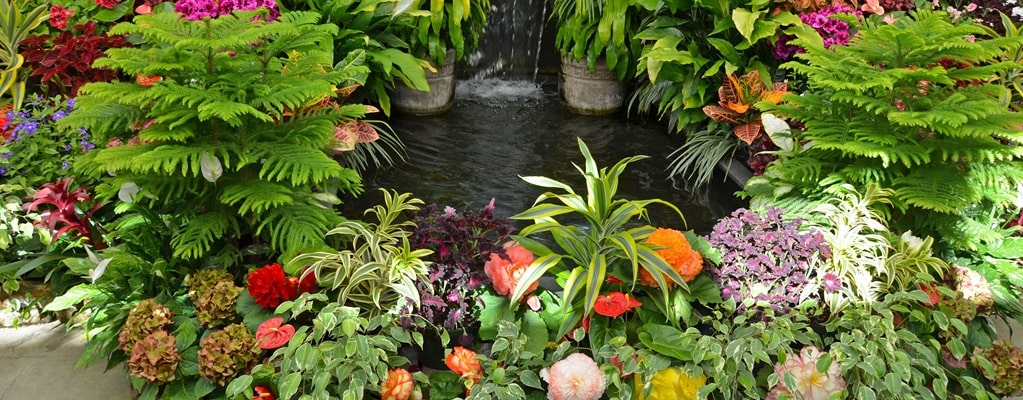 Plants