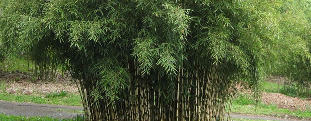 Fargesia robusta Campbell