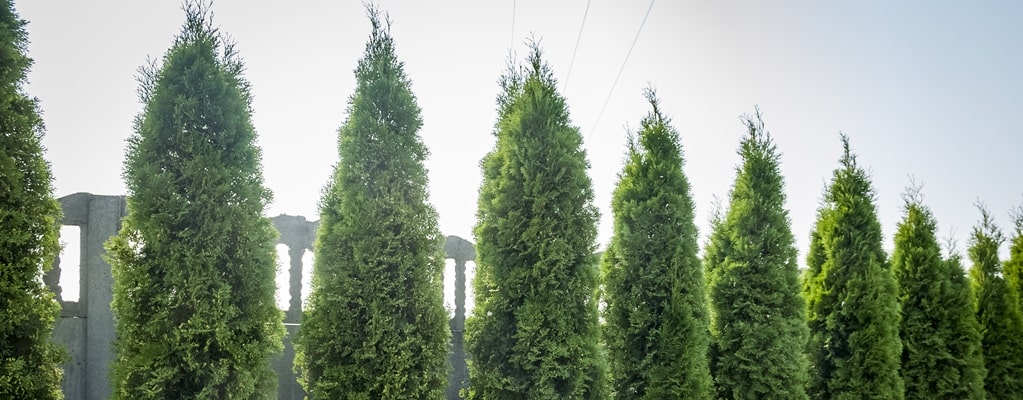 Hedges and Shrubs