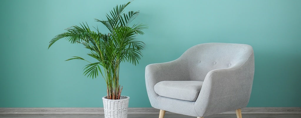 Indoor palms