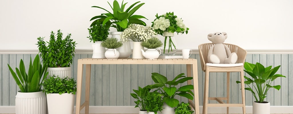 Indoor plants