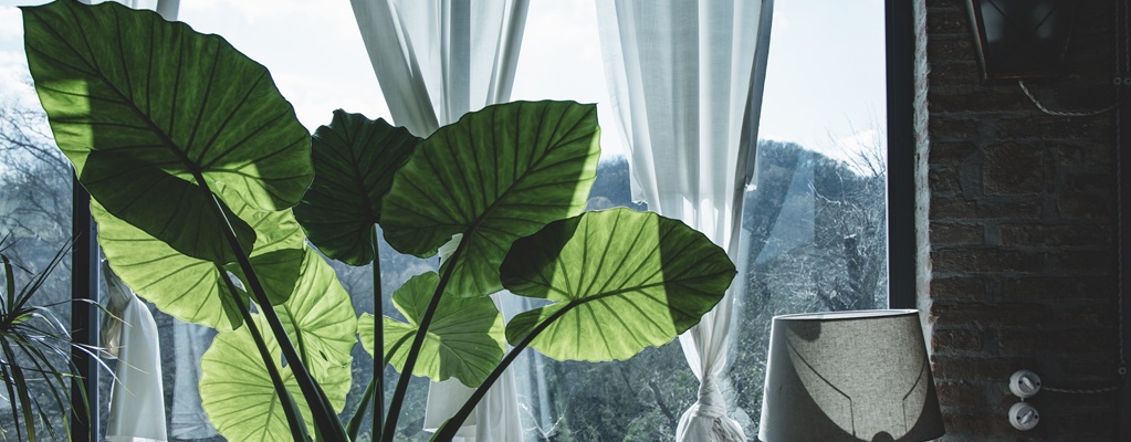 Large indoor plants