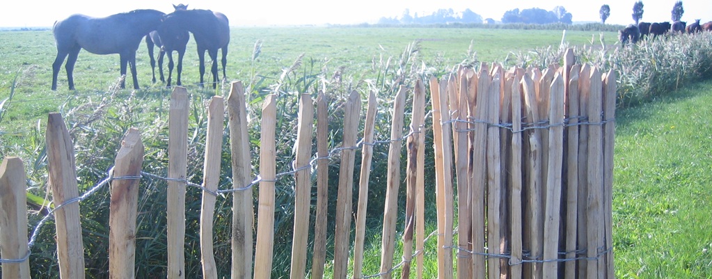 Chestnut fencing