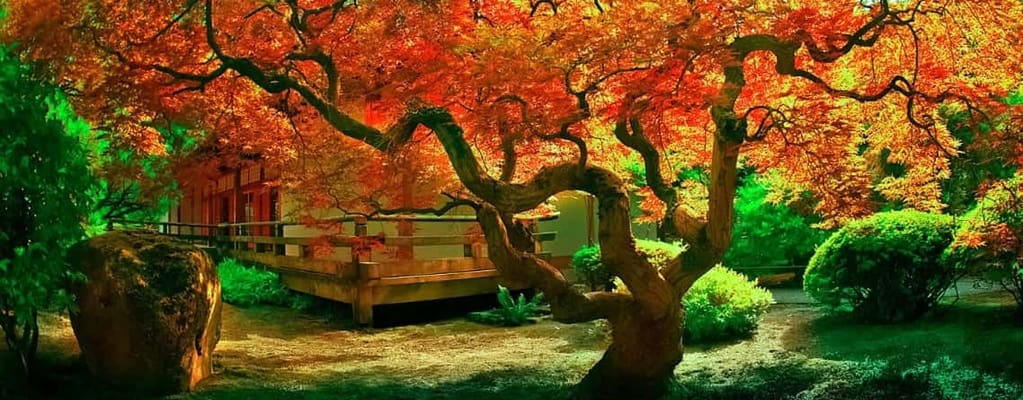 Acer