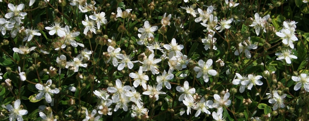 Other hedges and shrubs