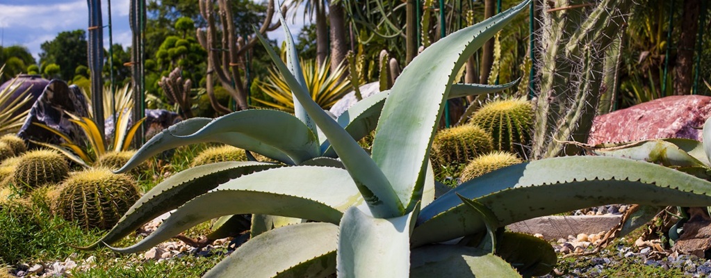 Other desert plants