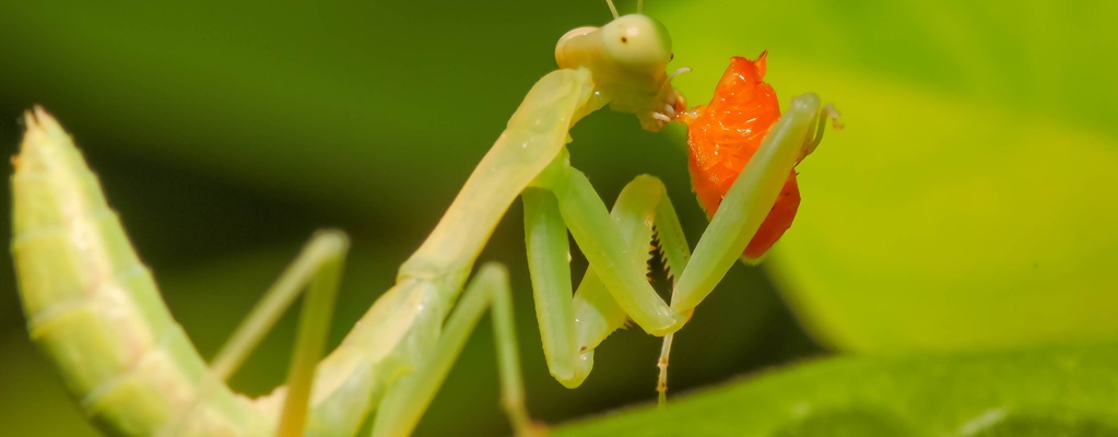 Pest and disease control