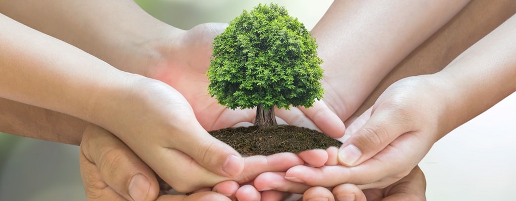 Accessories for trees