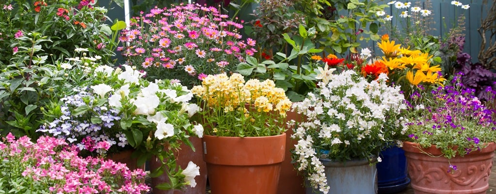 Container plants
