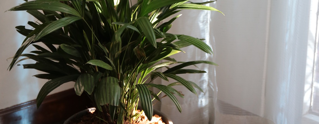 Indoor shade plants