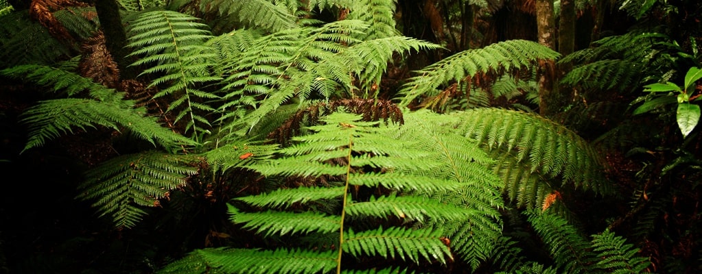 Ferns