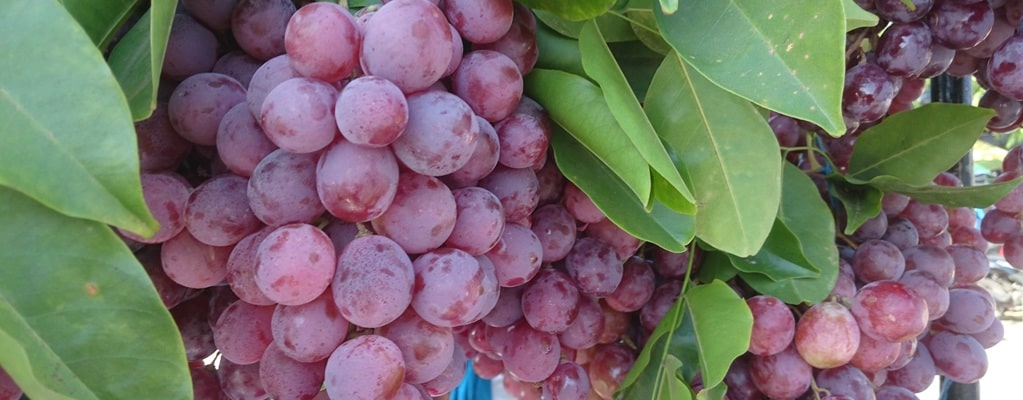 Grapes