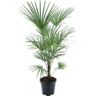 10000 - trachycarpus fortunei k-min