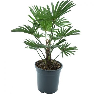 10008 - trachycarpus wagnerianus e k