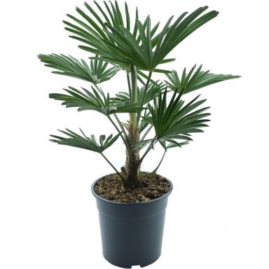 10009 - trachycarpus wagnerianus e k-min