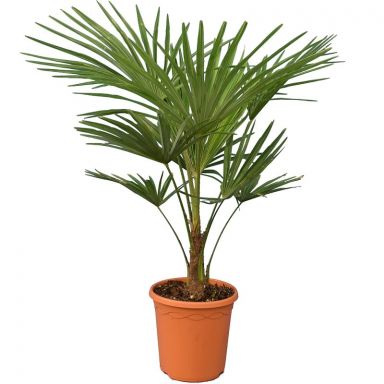 8027 - trachycarpus fortunei 26 - 8 4 ltr