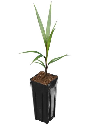 Hyophorbe lagenicaulis