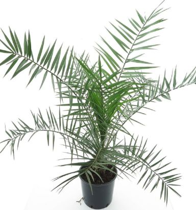 8780 - phoenix canariensis k-min