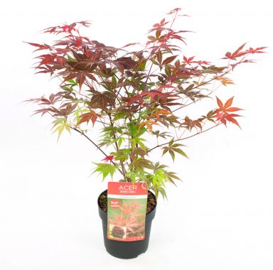 Acer palm