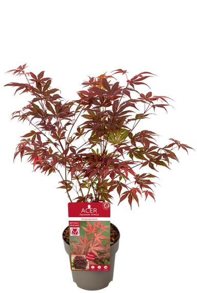Acer palmatum atropurpureum planten