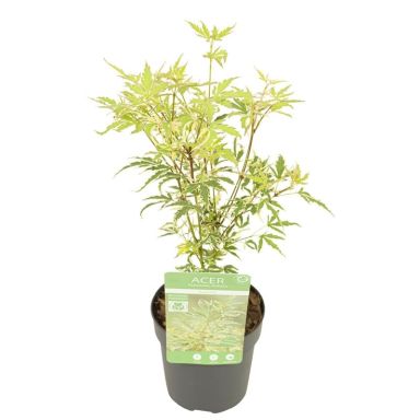 Acer palmatum butterfly 1-min