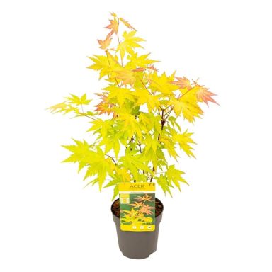 Acer palmatum orange dream 1-min
