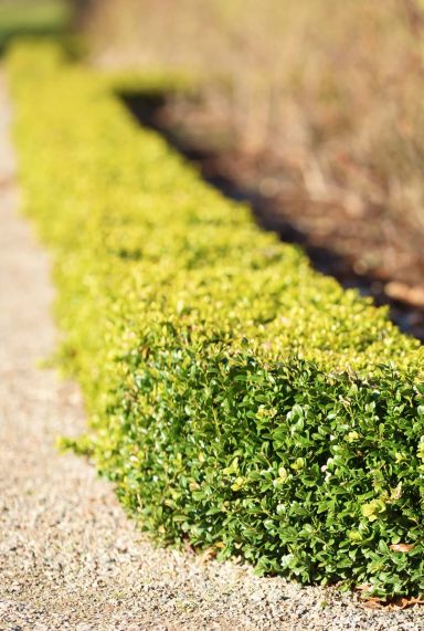 Buxus sempervirens gartenpflanze