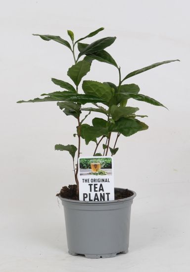 Camellia sinensis p10
