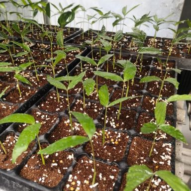 Caryota mitis variegata tray 28-min