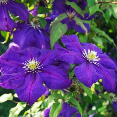 Clematis the president k-min k-min