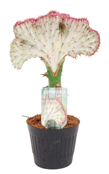 Euphorbia lactea