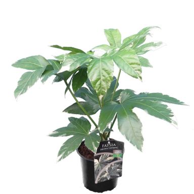 Fatsia japonica variegata 17 cm k