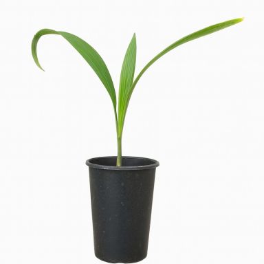 Johannesteijsmannia magnifica