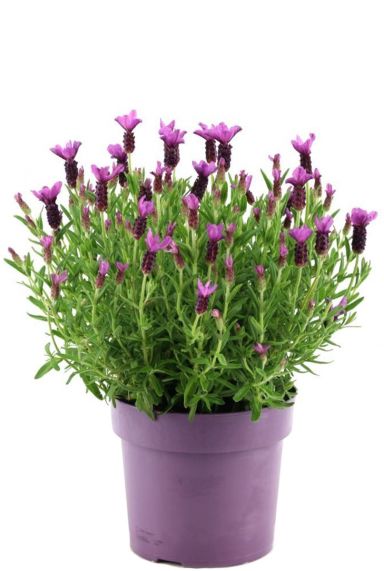 Lavandula stoechas anouk p19