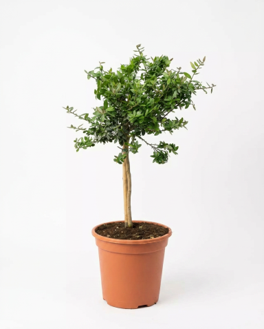 Microcitrus australasica-01