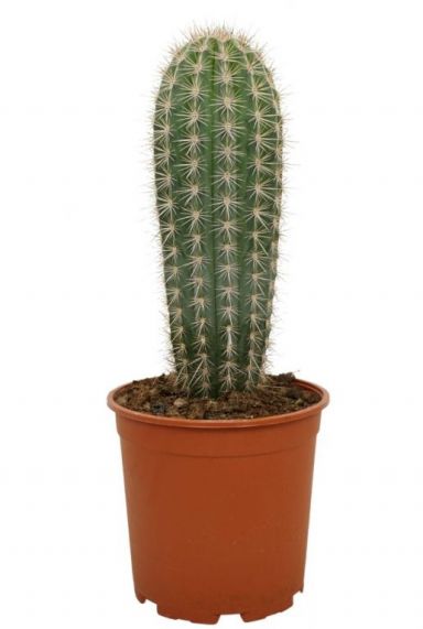 Mps-10037 - pachycereus pinglei jpeg