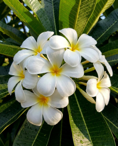Plumeria albo p18 03