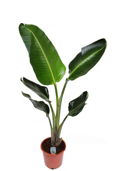 Strelitzia nicolai