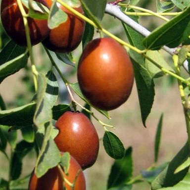 Ziziphus sativa k-min 1
