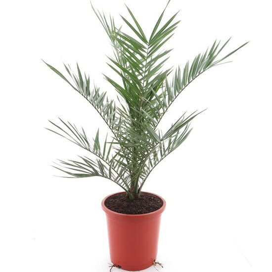 Phoenix Canariensis - 180 cm - Ø24cm