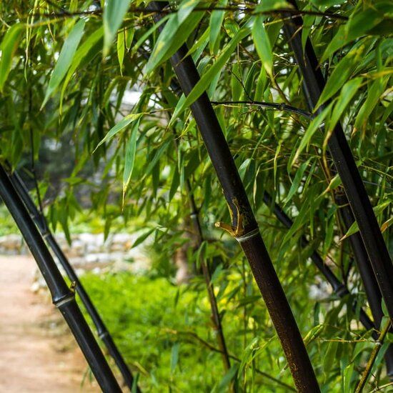 Fargesia Black Pearl  Zwarte bamboe | MyPalmShop - MyPalmShop