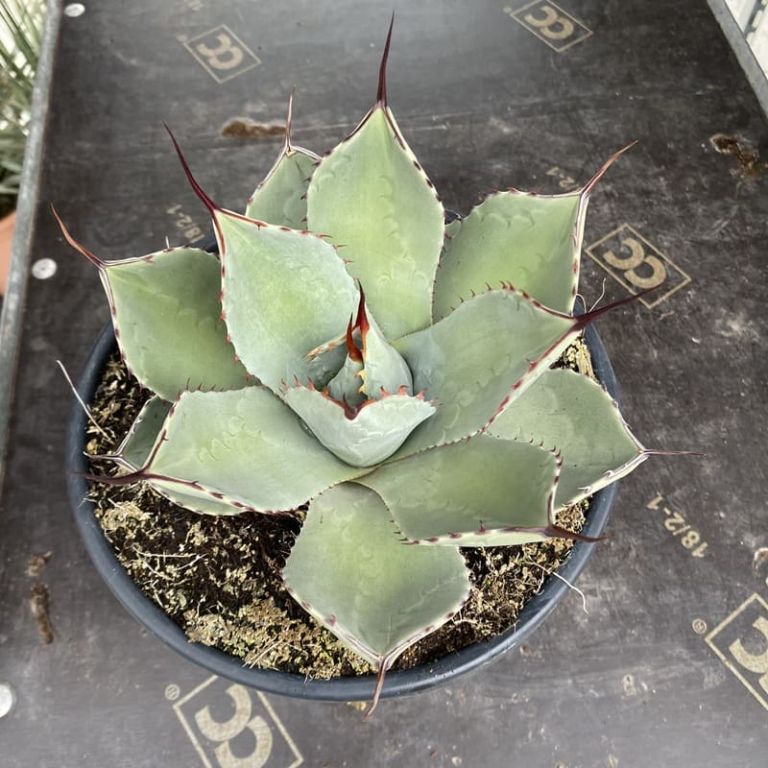 Agave parryi var truncata - pot Ø 22 cm - MyPalmShop